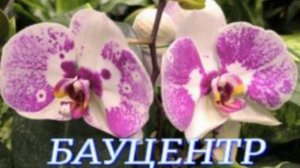 №1064/ СВЕЖАЯ поставка ОРХИДЕЙ в БАУЦЕНТР