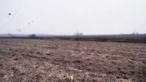 Стадо завроподов на полях около Колодясс. Октябрь 2024 года.