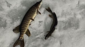 Зима вернулась. Ставлю жерлицы на озере🥰