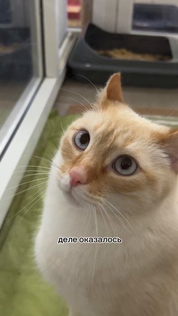 МОЙ ПЕРВЫЙ ПОХОД В ПРИЮТ ДЛЯ ЖИВОТНЫХ❤️🩹 #саморазвитие #животные #добро #волонтеры смотреть онлайн