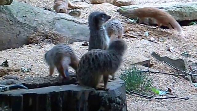 Meerkat (Suricata suricatta) vs Yellow mongoose (Cynictis penicillata)