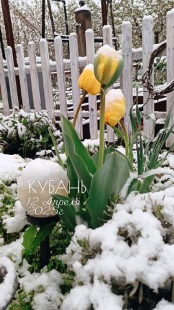 Весна на Кубани