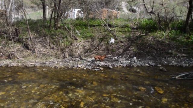 Бася преодолевает бурную реку =) смотреть онлайн