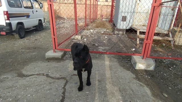 ФАРГОНА ШАХАР БЕШ БОЛА ИТ БОЗОРИ ЗУЛАРДАН ЧКИБДИ