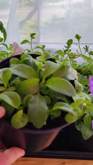 Пышное цветение петунии - как стричь петунию #shorts #петуния смотреть онлайн