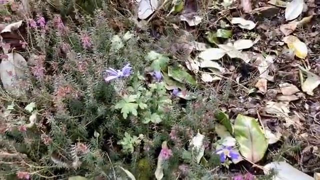 Я НА КАРАНТИНЕ 🌺 ПРОГУЛКА ПО МОЕМУ САДУ В ИРЛАНДИИ 🌺 ISOLATED AND WALKING IN THE GARDEN VLOG 🌺@Amon