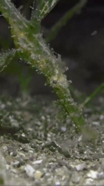 The Ghost Pipefish смотреть онлайн