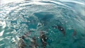 Рыба-птицеед. Гигантский Каранкс. #интересно о рыбах