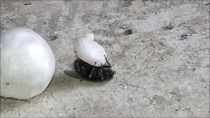 Дрессированный мух