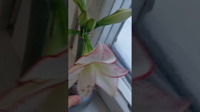 мой цветок