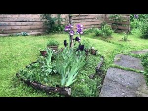 Расцвели ирисы, но я забыла их названия. Может, друзья помогут?