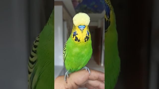 MUHABBET KUŞU SESİ Kuşunuz Bu Sese ÇILDIRACAK! ÖTME GARANTİLİ! muhabbetkuşu