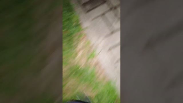 Муравьи против клещей или страшный жук убийца!!! смотреть онлайн