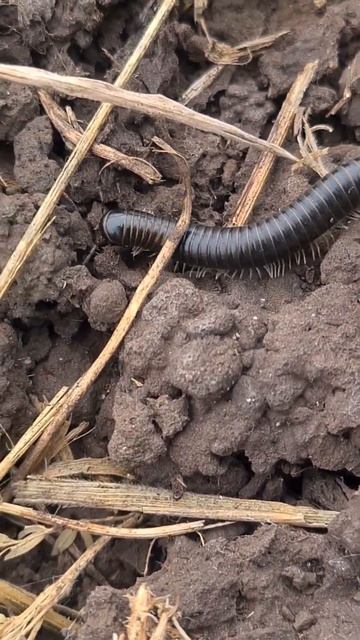 Aus Millipede family is on the move😂 I hope everyone enjoys! Thanks for watching! Subscribe for mor смотреть онлайн