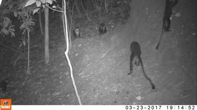 Red-tailed monkey termite foraging March2017 (@GMERC) смотреть онлайн