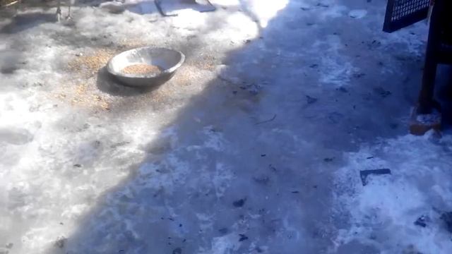 Нутрии.Новый самец. смотреть онлайн