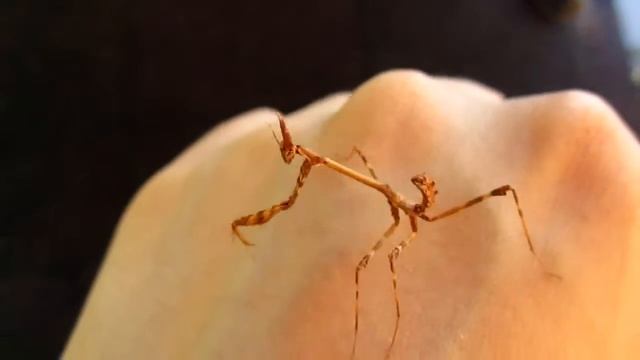 Empusa pennata смотреть онлайн