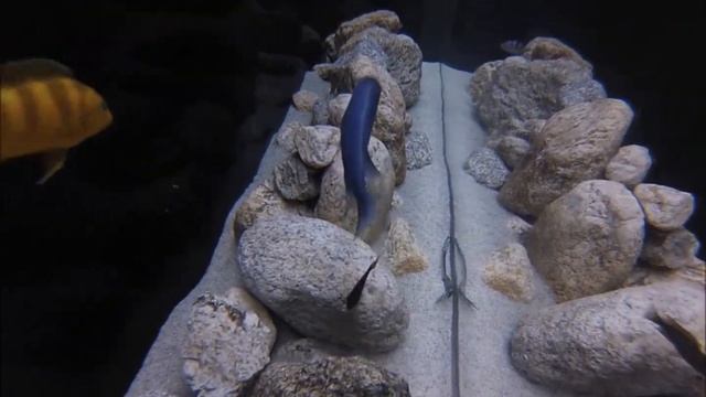 Mbuna cichlids underwater смотреть онлайн