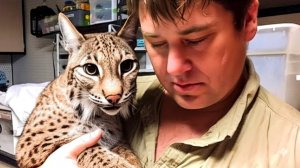 Спасенная Рысь Доводит Всех До Слез, Когда Они Видят Своего Спасителя