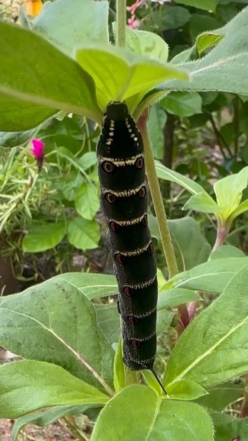 The worms are very big Cat Kitten Millipede #lovelyanimals #Kitten #Puppy #Hamster #Babbit #Parrot смотреть онлайн