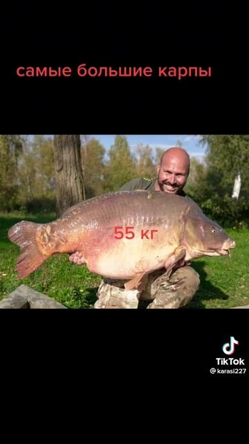 самые большие карпы часть 2 #карп #лайк #подпишись смотреть онлайн