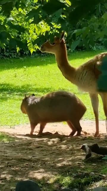 Семейство капибар в московском зоопарке. #капибара #капибаратоп #капибары #зоопарк #kapibara #zoo смотреть онлайн