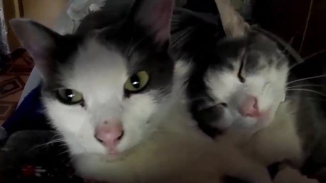 МАМА КОШКА И  КОТЕНОК смотреть онлайн