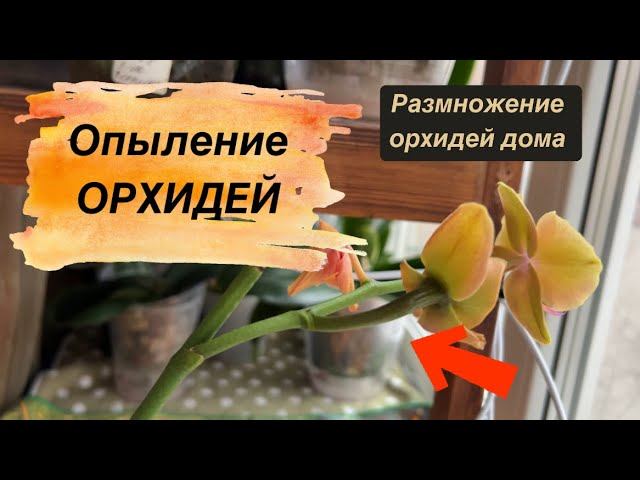 РАЗМНОЖЕНИЕ ОРХИДЕЙ ДОМА. Опыление орхидей #опылениеорхидей #размножениеорхидей  #орхидеирязань