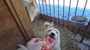 Весенний лаечный перекус