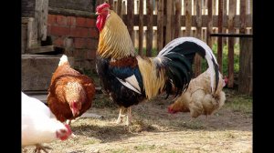 Куры зимуют в 30-градусный мороз в неотапливаемом гараже