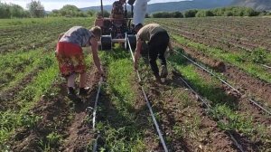 укладка капельной ленты на картофельное поле