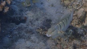 Дуэт.Бабочка бычок (Amblygobius albimaculatus).Египет.Красное море.
Шератон Сома Бэй с Лилия Драч.