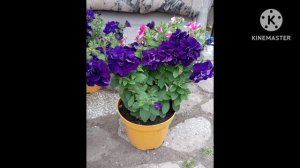 Ах лето ,  2024 года