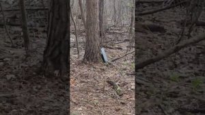 ВИА "Песняры" - "Олеся" 🌿🧡🌿🧡🌿🧡🌿. Прогулка по лесу 🌲🐿🪵🌲.