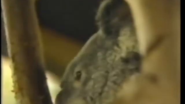 At The Zoo With Oogene - Koala Bears 🐨🐨(1987) смотреть онлайн