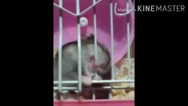 Смешные фотки моих хомяков