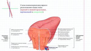 33 Язык