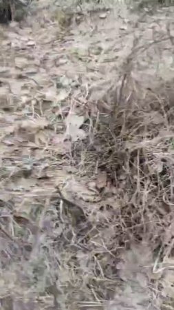 В год Змеи все гады проснулись рано в Татарстане. Будьте осторожны при прогулках в лесу