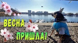 Дрессированные чайки, нашествие улиток и плановое выжигание травы или весна пришла!