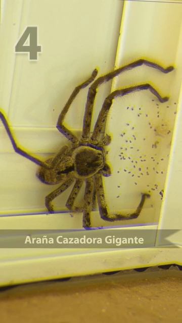 8 ARAÑAS🕷️ QUE DEBERÍAS EVITAR😱 !! | #short #shorts #shortvideo смотреть онлайн