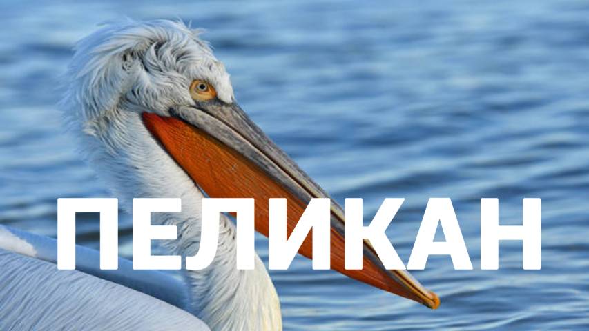 ПЕЛИКАН: самая самая священная и уникальная птица в мире