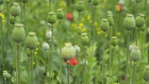 POPPY FLOWER | 4K