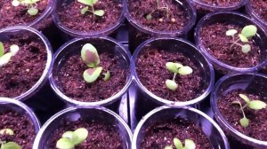 Пикируем семенные колеусы