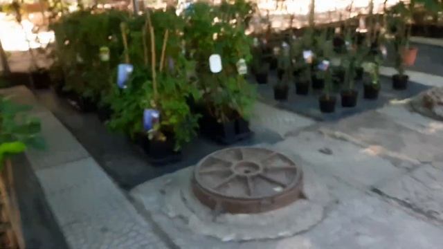 Магазин растений "Ваш сад" смотреть онлайн