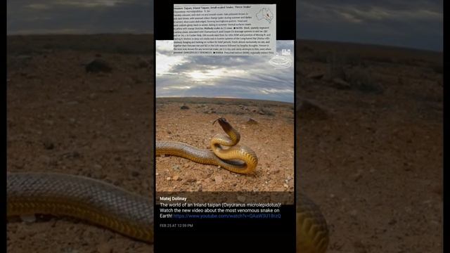 The World's Most Venomous Snake смотреть онлайн