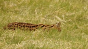 Serval, Ngorongoro Crater, Tanzania