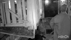 видео съёмка с камеры в сарае, переживаю за козу и жду окота