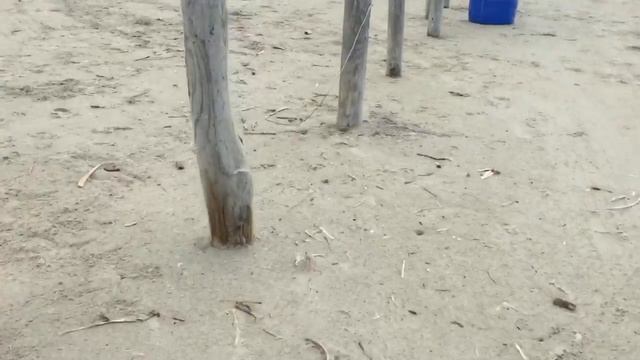 Ocypode quadrata, Atlantic Ghost Crab