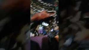 #рэмпейдж2 Тарбозавр против Индораптора