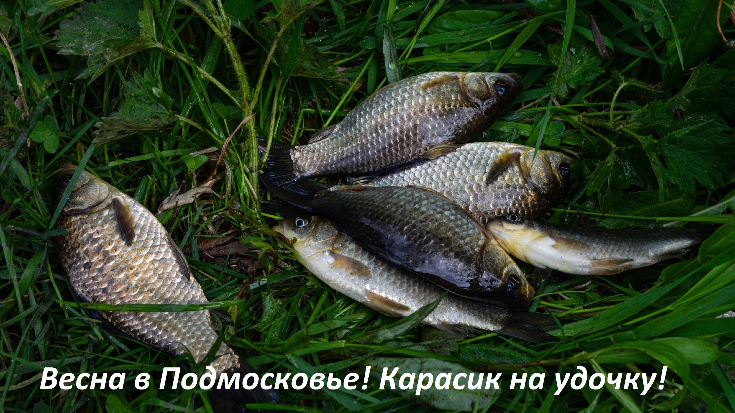 Весна в Подмосковье! Карасики на удочку! Ловим с девушкой на пруду. Природа подмосковья!